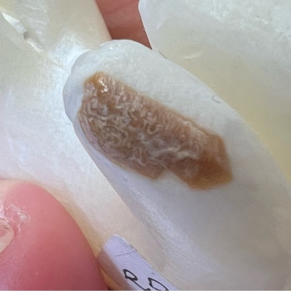 CLIVE HUSTITO CARVED ALBINO MOUNTAIN LION MARBLE TURQUOISE FETISH SIGNED - Picture 6 of 8